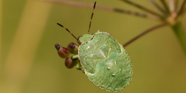 cimice verde cimici verdi